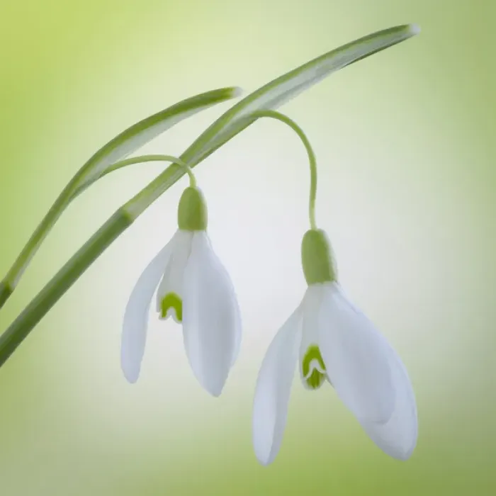 Framed Print : USA, Washington, Seabeck. Close-up of galanthus snowdrop flower