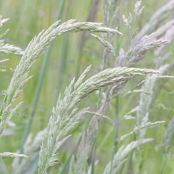 USA, Washington, Seabeck. Close-up of grasses