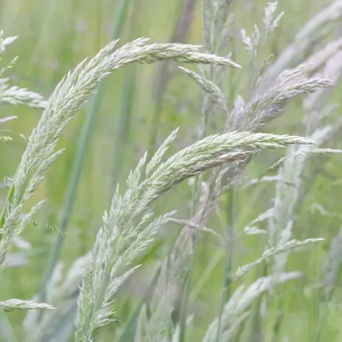 Framed Print : USA, Washington, Seabeck. Close-up of grasses