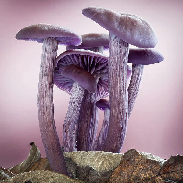 USA, Washington, Seabeck. Close-up of group of mushrooms
