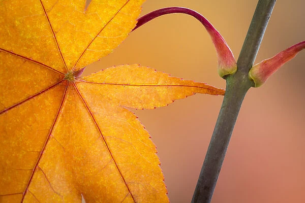 USA, Washington, Seabeck. Close-up of maple leaf in autumn color
