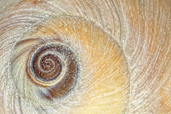 USA, Washington, Seabeck. Close-up of moon snail shell