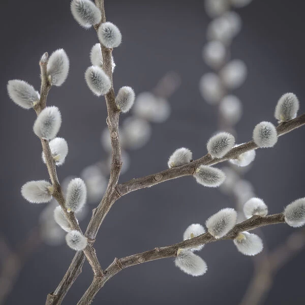USA, Washington, Seabeck. Close-up of pussy willows