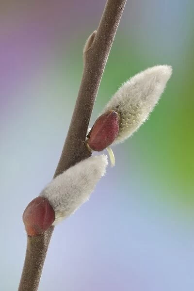 USA, Washington, Seabeck. Close-up of pussy willows on branch