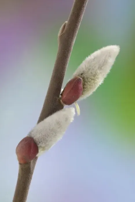 Framed Print : USA, Washington, Seabeck. Close-up of pussy willows on branch Framed Print : USA, Washington, Seabeck. Close-up of pussy willows on branch