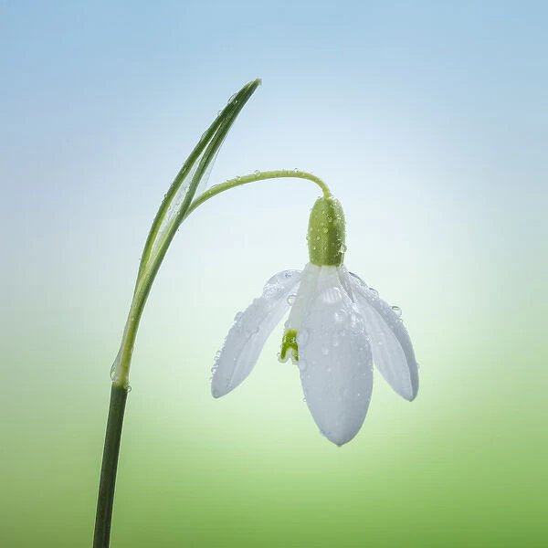 USA, Washington, Seabeck. Close-up of snowdrop flower