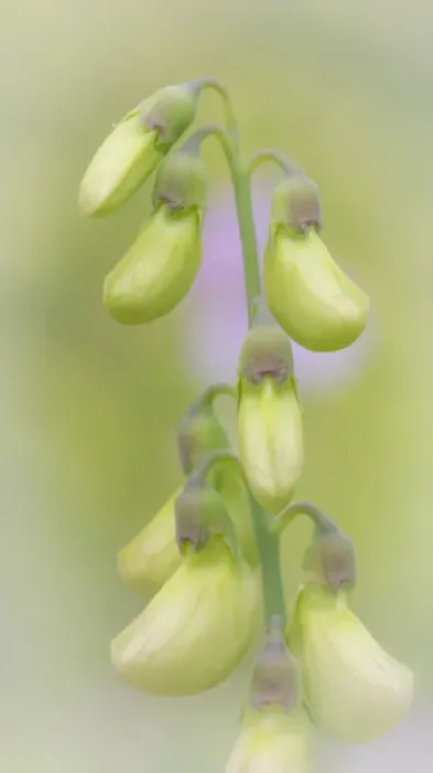 Framed Print : USA, Washington, Seabeck. Close-up of sweet pea buds Framed Print : USA, Washington, Seabeck. Close-up of sweet pea buds