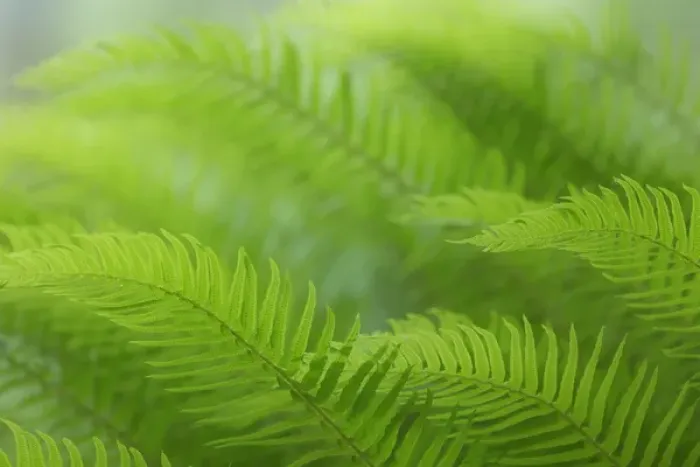 Framed Print : USA, Washington, Seabeck. Close-up of sword fern Framed Print : USA, Washington, Seabeck. Close-up of sword fern