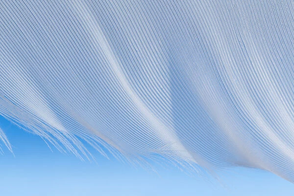 USA, Washington, Seabeck. Close-up of a white feather on a blue background. Credit as