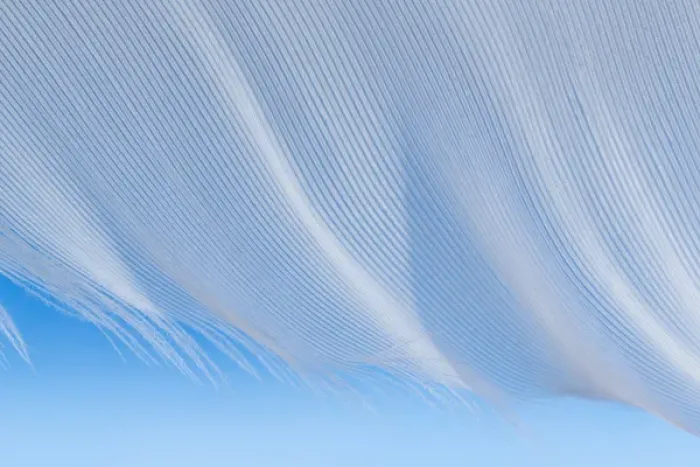 Framed Print : USA, Washington, Seabeck. Close-up of a white feather on a blue background. Credit as Framed Print : USA, Washington, Seabeck. Close-up of a white feather on a blue background. Credit as