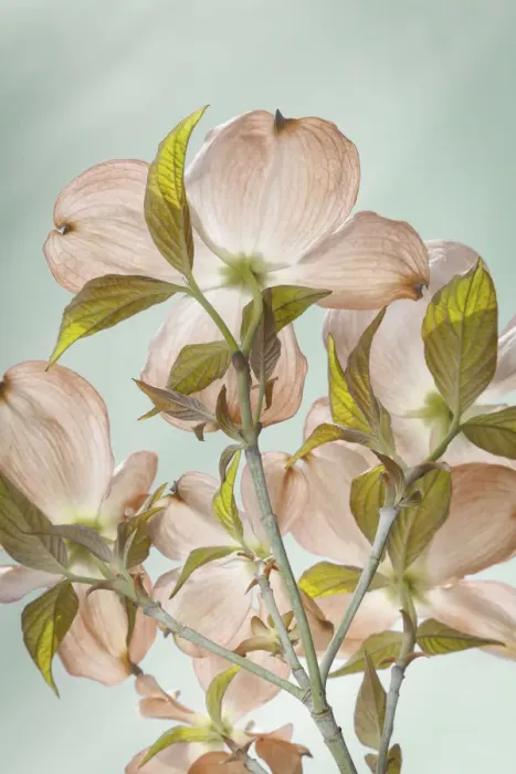 Framed Print : USA, Washington, Seabeck. Colorized pink dogwood blossoms