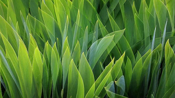 USA, Washington, Seabeck. Composite of iris leaves