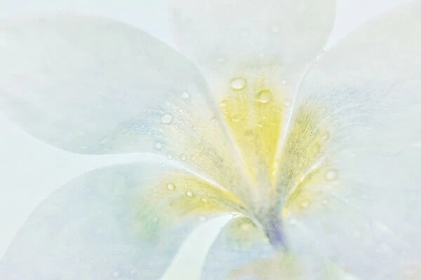 USA, Washington, Seabeck. Crocus blossom detail