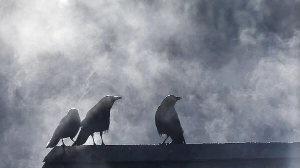 USA, Washington, Seabeck. Crows backlit with steam coming from sun on roof top. Credit as