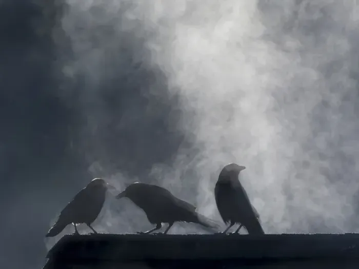 Framed Print : USA, Washington, Seabeck. Crows backlit with steam coming from sun on roof top. Credit as Framed Print : USA, Washington, Seabeck. Crows backlit with steam coming from sun on roof top. Credit as