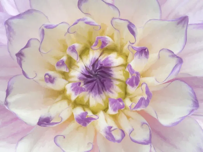 Framed Print : USA, Washington, Seabeck. Dahlia blossom close-up Framed Print : USA, Washington, Seabeck. Dahlia blossom close-up