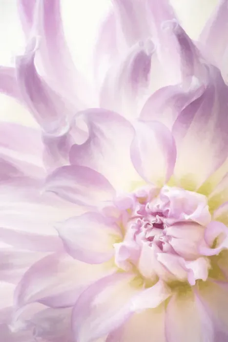 Framed Print : USA, Washington, Seabeck. Dahlia blossom close-up Framed Print : USA, Washington, Seabeck. Dahlia blossom close-up