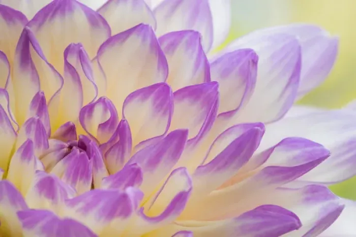 Framed Print : USA, Washington, Seabeck. Dahlia flower close-up Framed Print : USA, Washington, Seabeck. Dahlia flower close-up