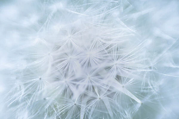 USA, Washington, Seabeck. Dandelion seedhead close-up