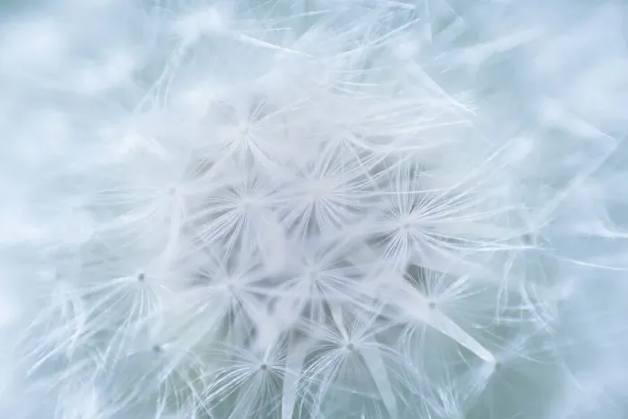 Framed Print : USA, Washington, Seabeck. Dandelion seedhead close-up Framed Print : USA, Washington, Seabeck. Dandelion seedhead close-up