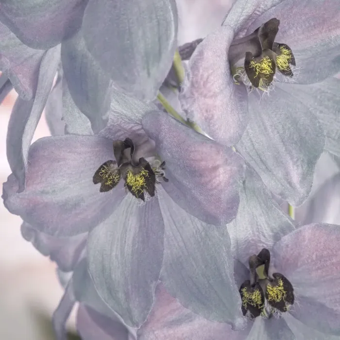 Framed Print : USA, Washington, Seabeck. Delphinium blossoms close-up