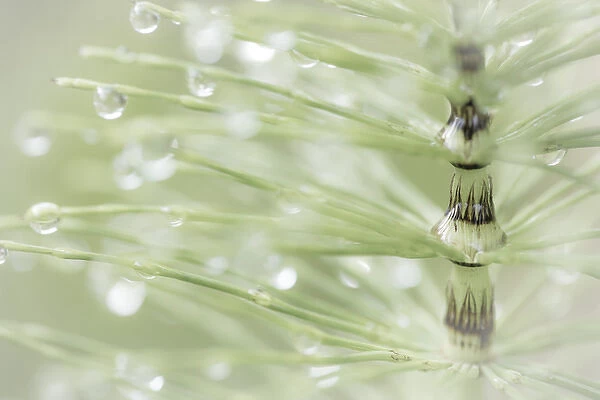 USA, Washington, Seabeck. Dew drops on horsetail plant