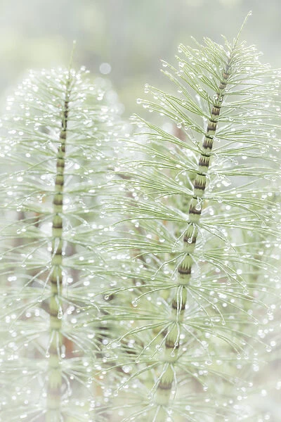 USA, Washington, Seabeck. Dew drops on horsetail plant