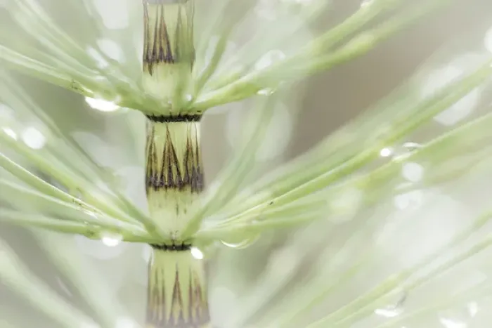 Framed Print : USA, Washington, Seabeck. Dew drops on horsetail plant Framed Print : USA, Washington, Seabeck. Dew drops on horsetail plant