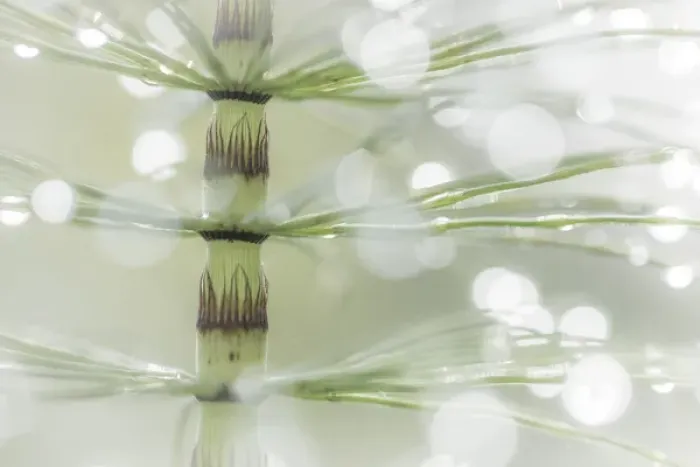 Framed Print : USA, Washington, Seabeck. Dew drops on horsetail plant Framed Print : USA, Washington, Seabeck. Dew drops on horsetail plant