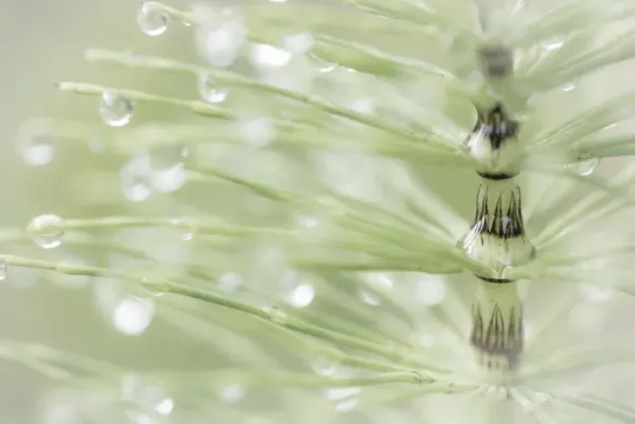 Framed Print : USA, Washington, Seabeck. Dew drops on horsetail plant