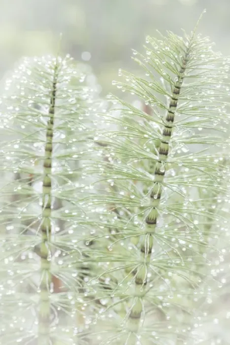 Framed Print : USA, Washington, Seabeck. Dew drops on horsetail plant Framed Print : USA, Washington, Seabeck. Dew drops on horsetail plant