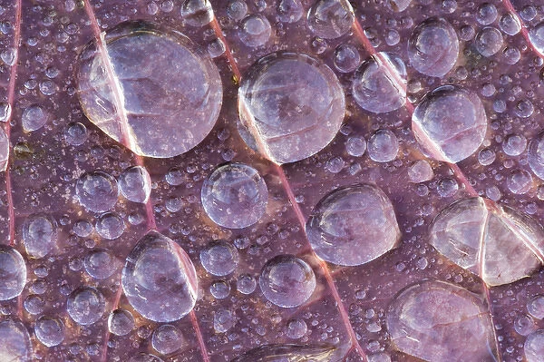 USA, Washington, Seabeck. Detail of dew drops on a leaf