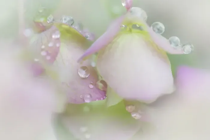 Framed Print : USA, Washington, Seabeck. Dew drops on ornamental oregano Framed Print : USA, Washington, Seabeck. Dew drops on ornamental oregano