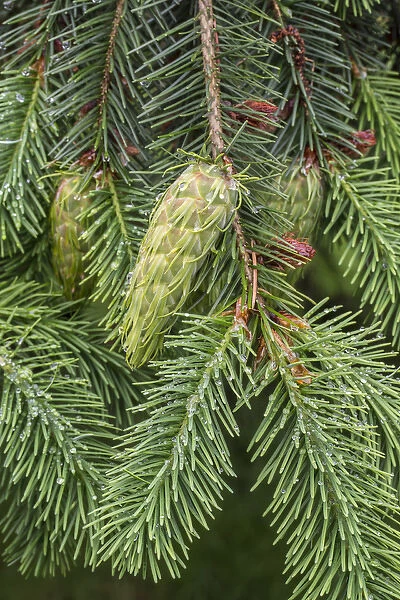 USA, Washington, Seabeck. Detail of Douglas fir cones