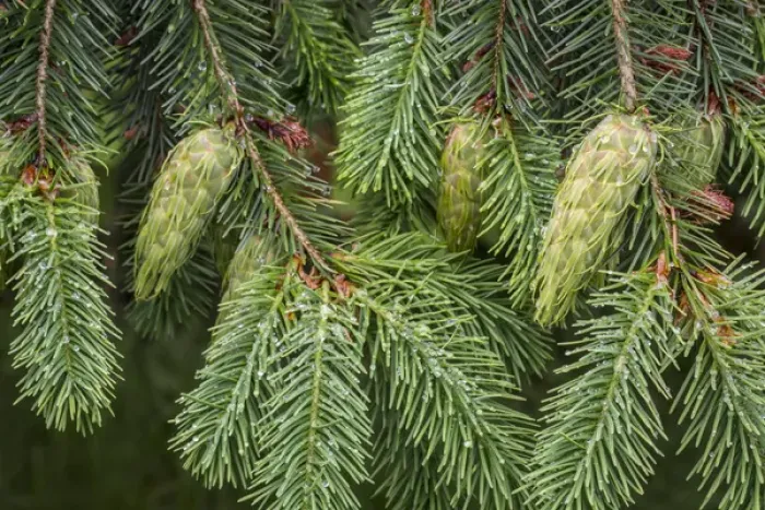 Framed Print : USA, Washington, Seabeck. Detail of Douglas fir cones Framed Print : USA, Washington, Seabeck. Detail of Douglas fir cones