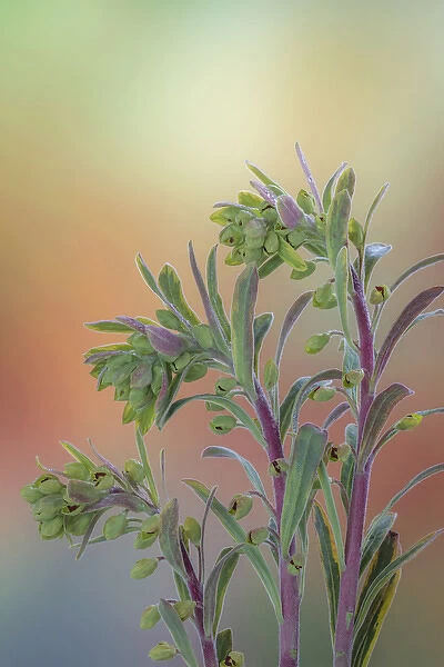 USA, Washington, Seabeck. Euphorbia plants with buds