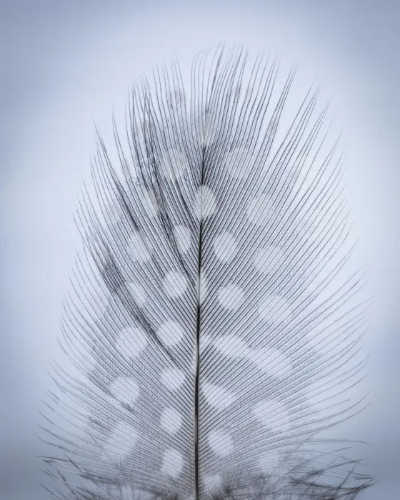 Framed Print : USA, Washington, Seabeck. Detail of feather Framed Print : USA, Washington, Seabeck. Detail of feather