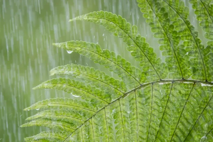 Framed Print : USA, Washington, Seabeck. Fern in rainfall