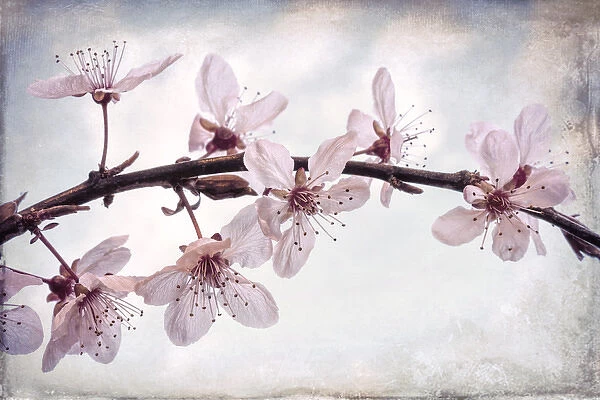 USA, Washington, Seabeck. Flowering plum blossoms
