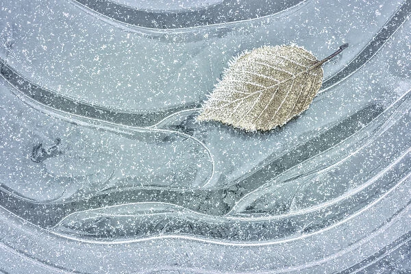 USA, Washington, Seabeck. Frosty maple leaf on ice