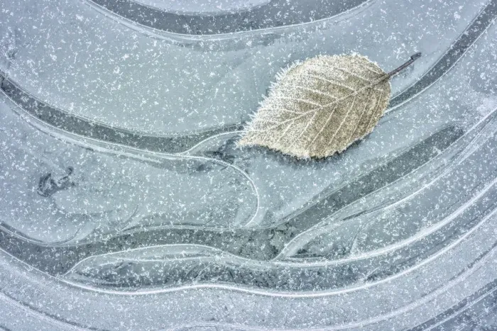 Framed Print : USA, Washington, Seabeck. Frosty maple leaf on ice Framed Print : USA, Washington, Seabeck. Frosty maple leaf on ice