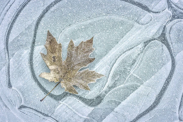 USA, Washington, Seabeck. Frosty maple leaf on ice