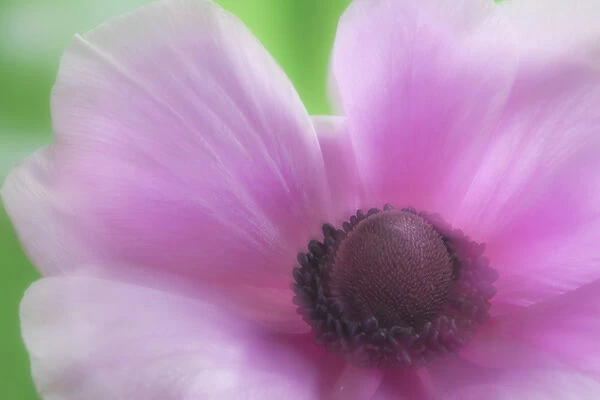 USA, Washington, Seabeck. Garden Flower; Anemone; abstract close-up Credit as: Don