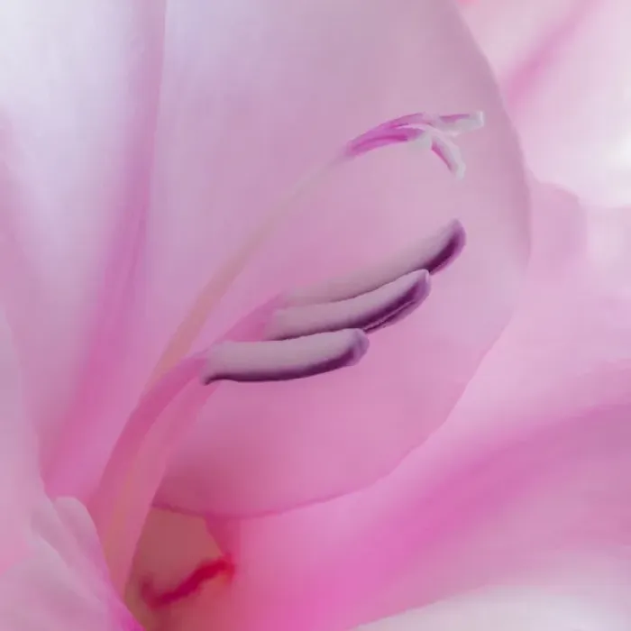 Framed Print : USA, Washington, Seabeck. Gladiola blossom close-up