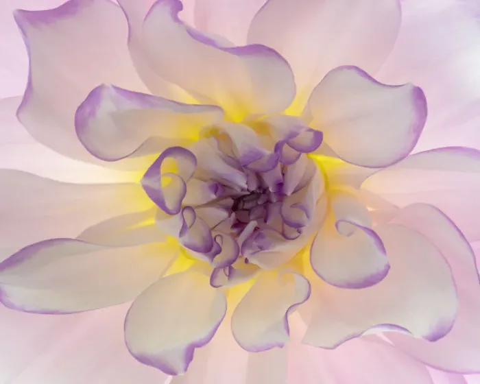 Framed Print : USA, Washington, Seabeck. Glowing dahlia flower close-up