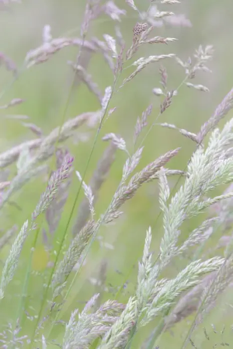 Framed Print : USA, Washington, Seabeck. Grasses in motion Framed Print : USA, Washington, Seabeck. Grasses in motion