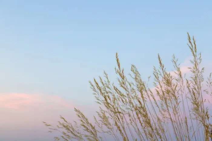 Framed Print : USA, Washington, Seabeck. Grasses at sunset