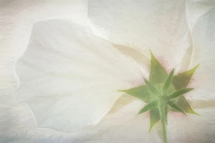 Framed Print : USA, Washington, Seabeck. Hibiscus blossom close-up