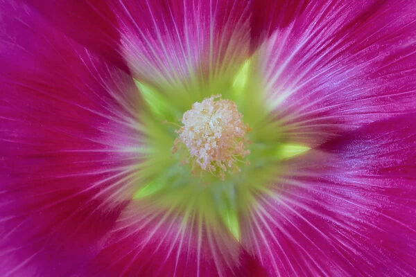 USA, Washington, Seabeck. Hollyhock blossom close-up