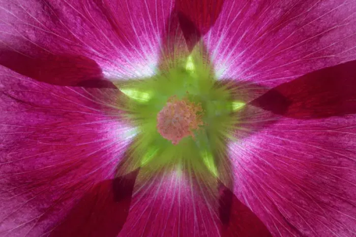 Framed Print : USA, Washington, Seabeck. Hollyhock blossom composite Framed Print : USA, Washington, Seabeck. Hollyhock blossom composite